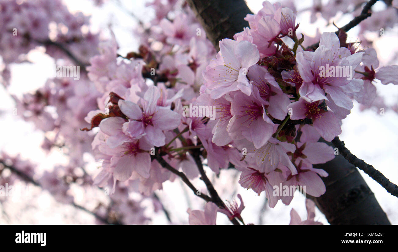 Rosa Blüten am Baum mit einem schönen Himmel im Hintergrund. Perfekt für Tapeten oder Hintergrund Stockfoto