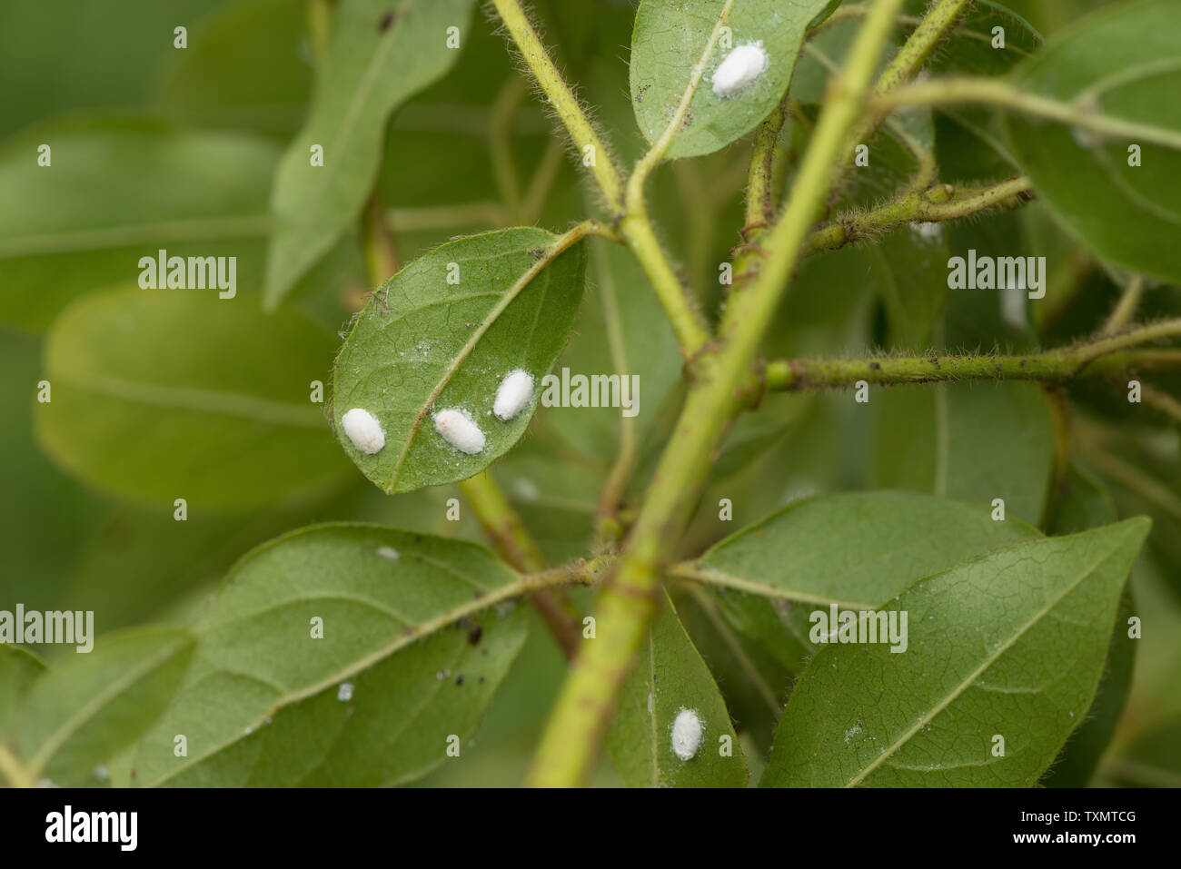 Viburnum Kissenmurinsekt, auf der Unterseite der Viburnum tinus-Blätter, Beginn des Befalls, weißes Wachs-wol bilden sich zu einem Ovisac Stockfoto