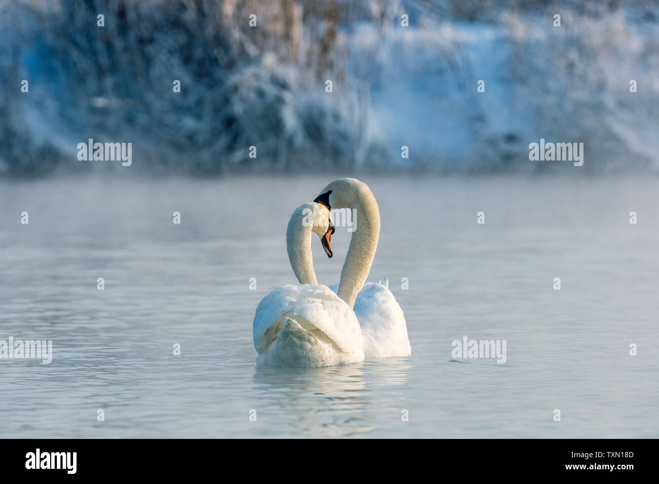 Ein Warzen - Gerochen swan Baden in heißen Quellen in Yili, Xinjiang im Winter. Stockfoto