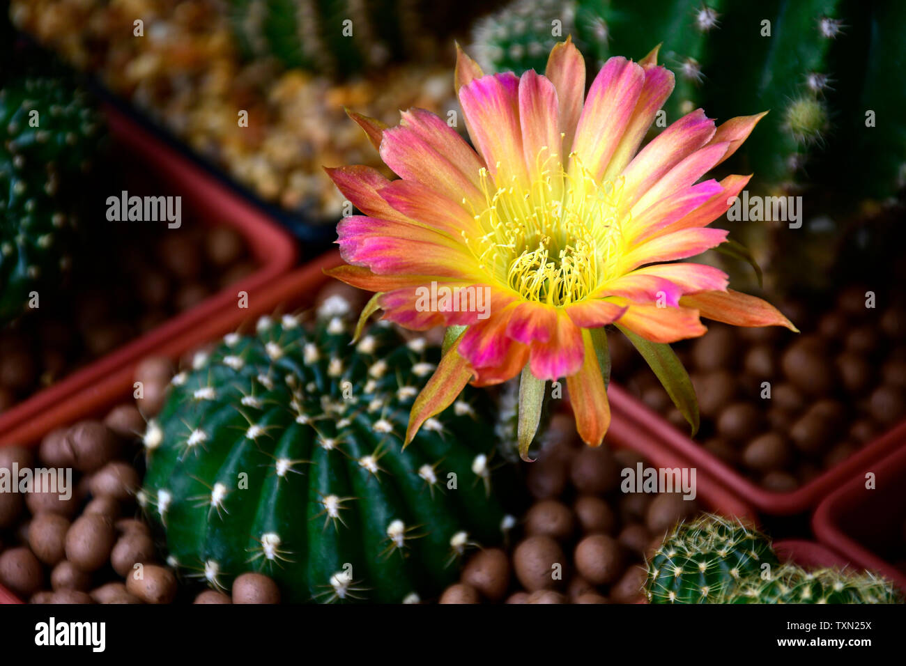 Topf mit zweifarbigen Blüten von Lobivia spp. im Kaktusgarten. Stockfoto