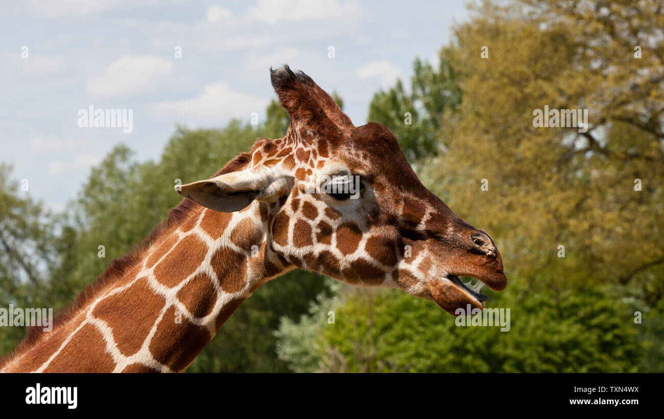 Netzartige Giraffe Stockfoto