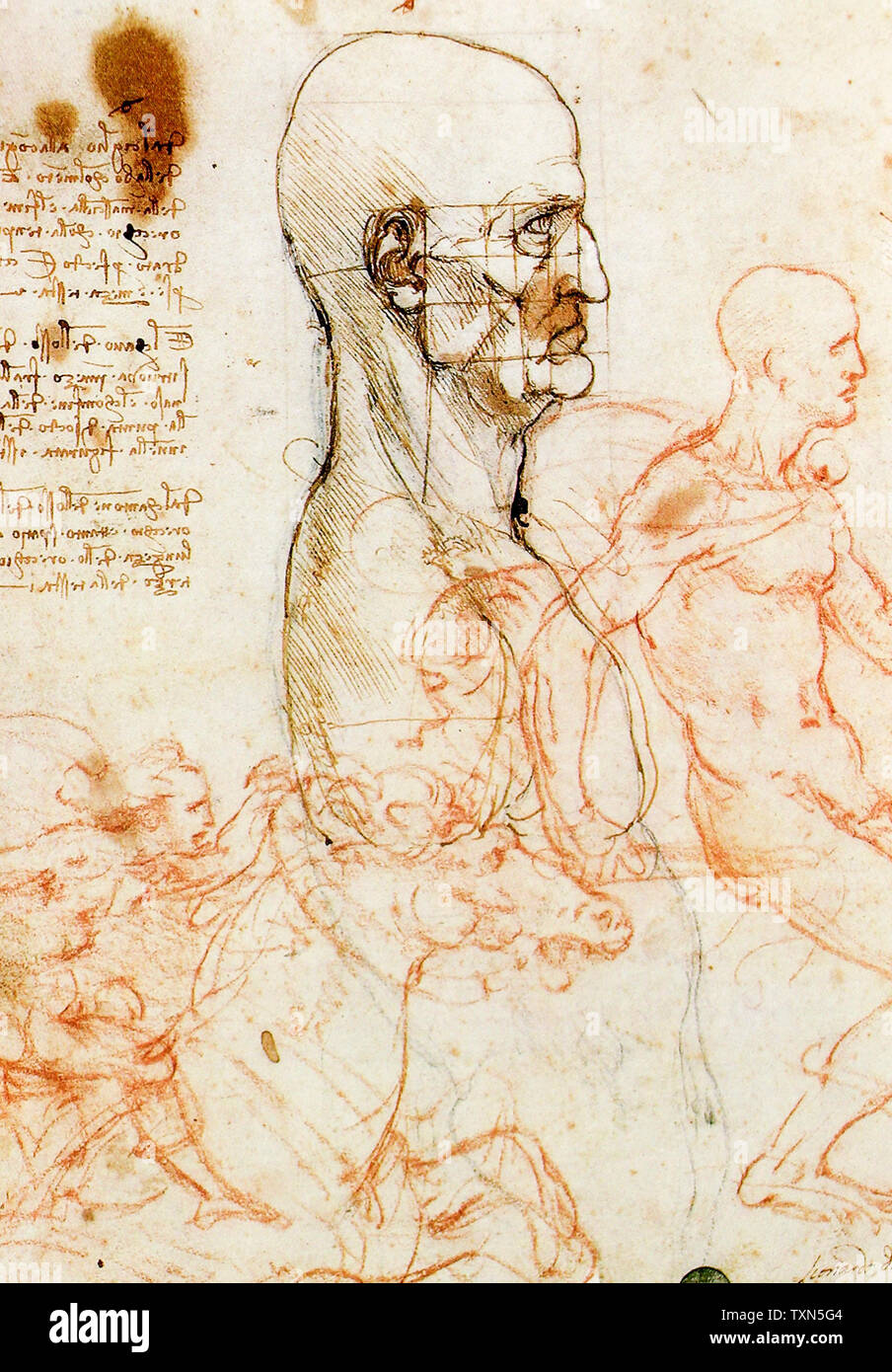 Leonardo Da Vinci, Studie eines Mannes, anatomische Zeichnung, ca. 1490 Stockfoto