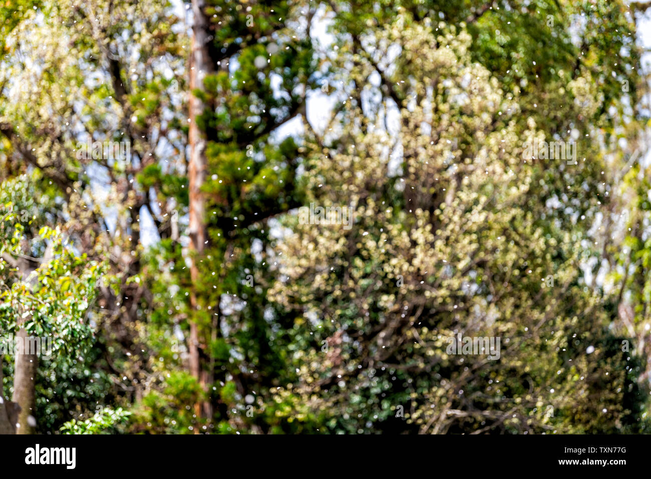 Kyoto Nachbarschaft im Frühjahr mit Cherry Blossom Blüte Blütenblätter fallen im April in Japan und bokeh Hintergrund von grünen Bäumen, Stockfoto