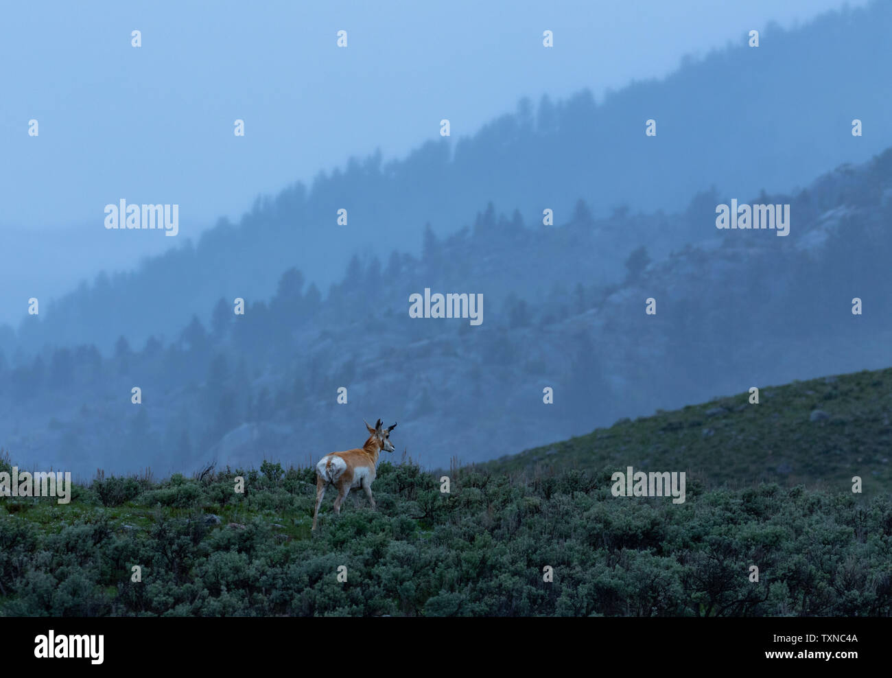 In Lamar Valley, Yellowstone National Park, Wyoming, USA Pronghorn Stockfoto