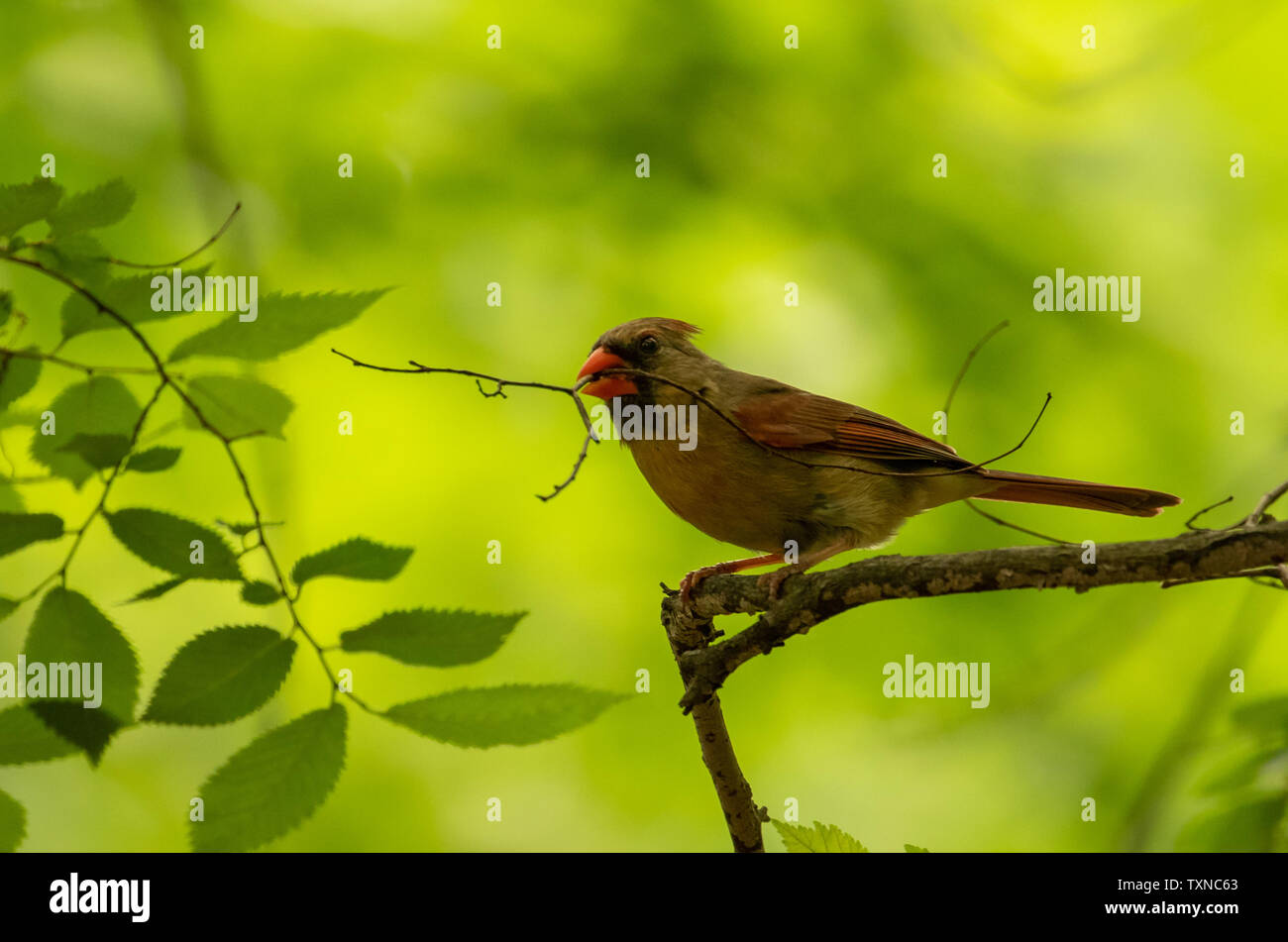 Kardinal Prospect Park, Brooklyn, USA Stockfoto