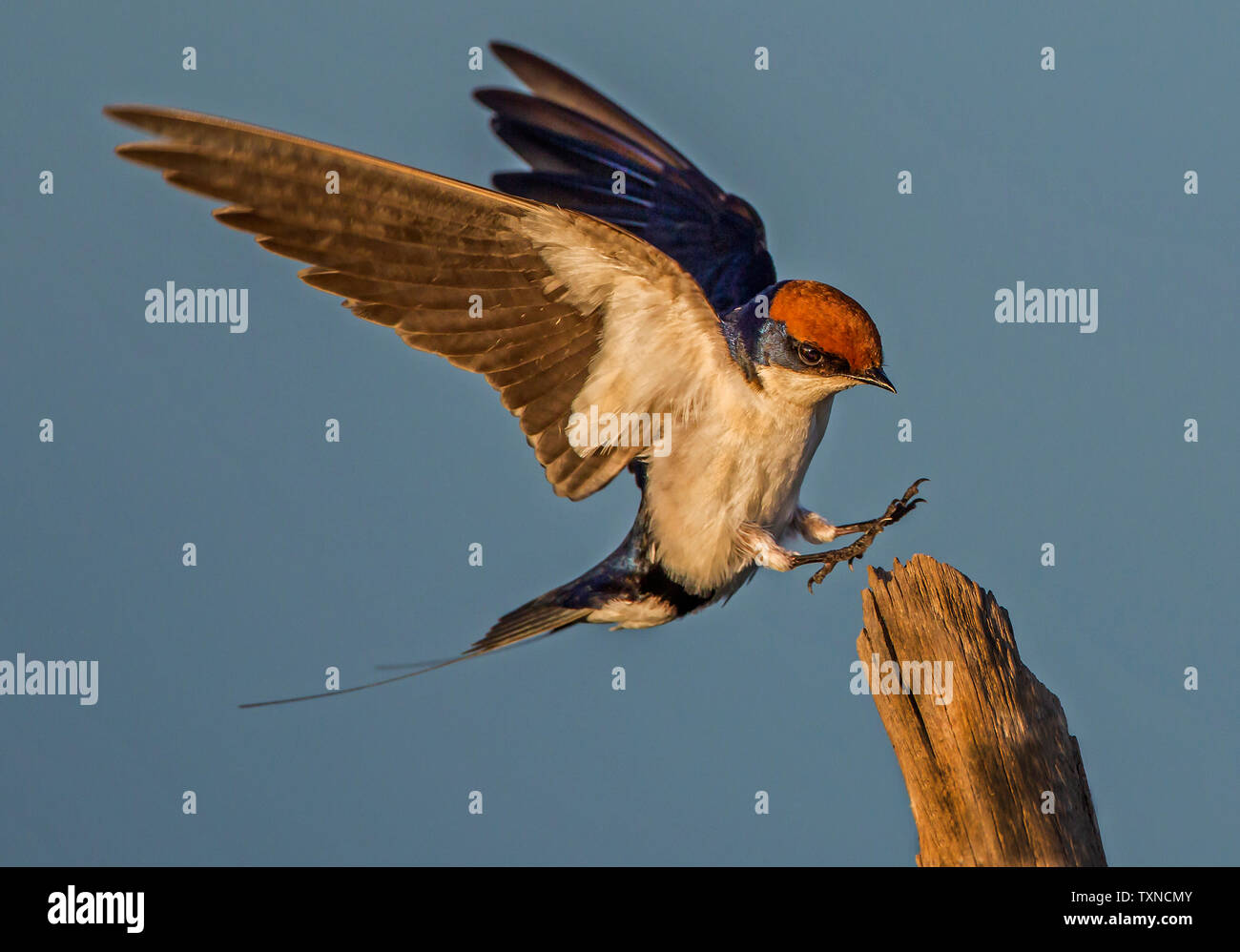 Kabel-tailed Swallow über fencepost zu landen, Seitenansicht, Krüger Nationalpark, Südafrika Stockfoto