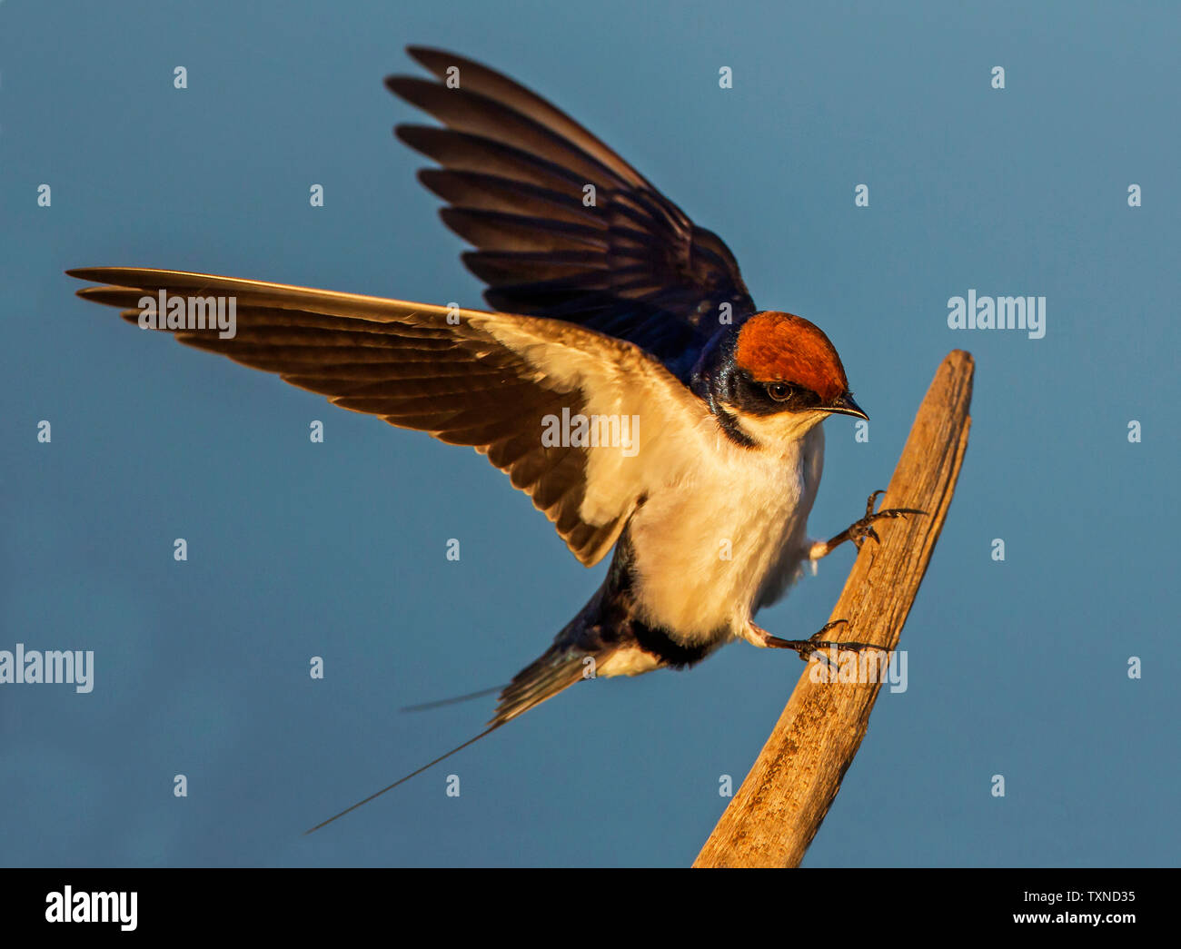 Kabel-tailed Landung auf fencepost Schlucken, Seitenansicht, Krüger Nationalpark, Südafrika Stockfoto