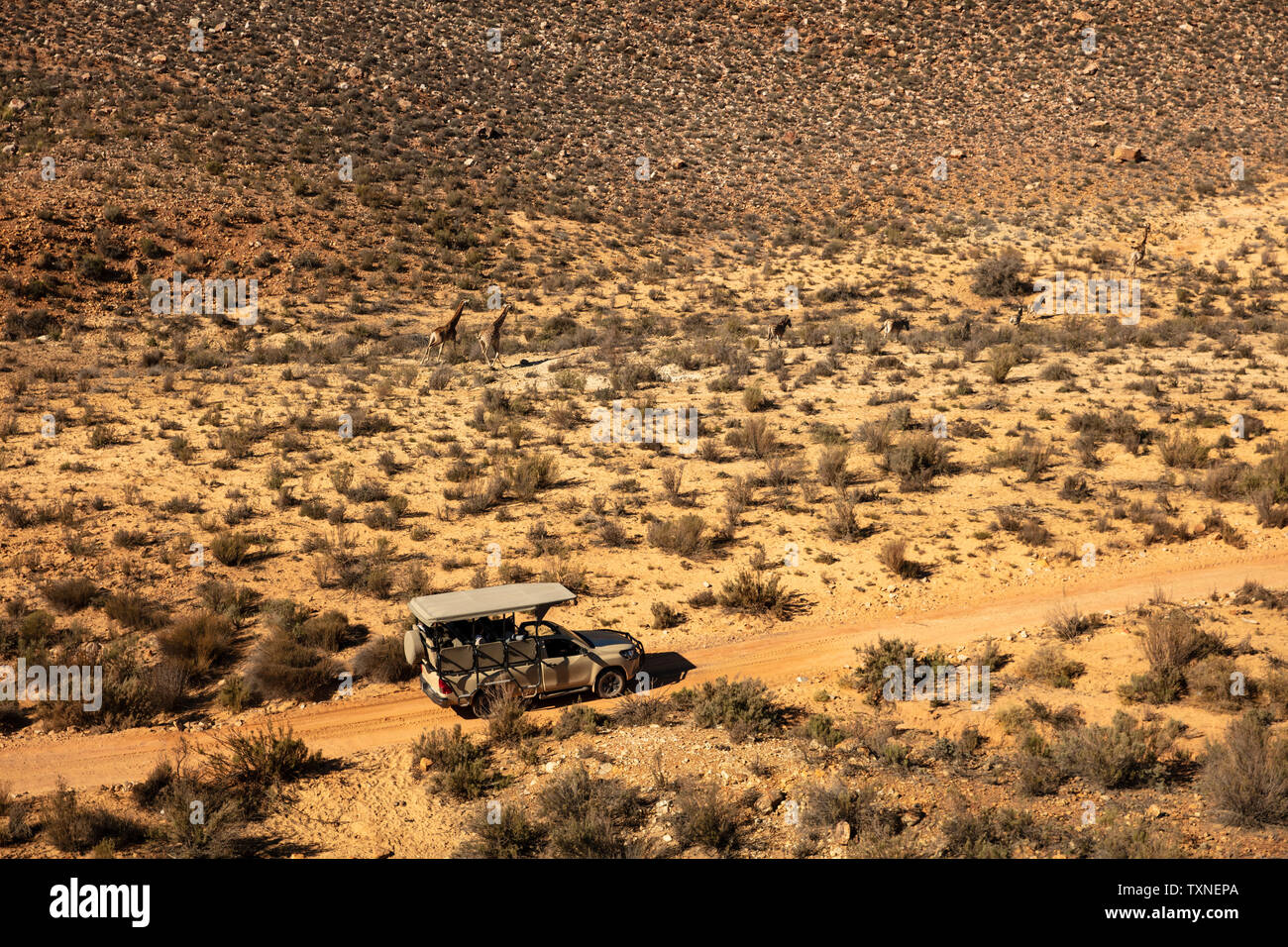 Off Road touristische Fahrzeug folgenden Giraffen und Zebras in ariden Landschaft läuft, Luftaufnahme, Cape Town, Western Cape, Südafrika Stockfoto