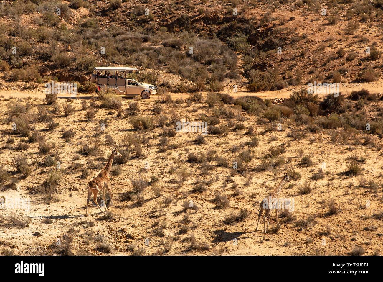 Off Road touristische Fahrzeug Giraffen beobachten in ariden Landschaft, Erhöhte Ansicht, Cape Town, Western Cape, Südafrika Stockfoto