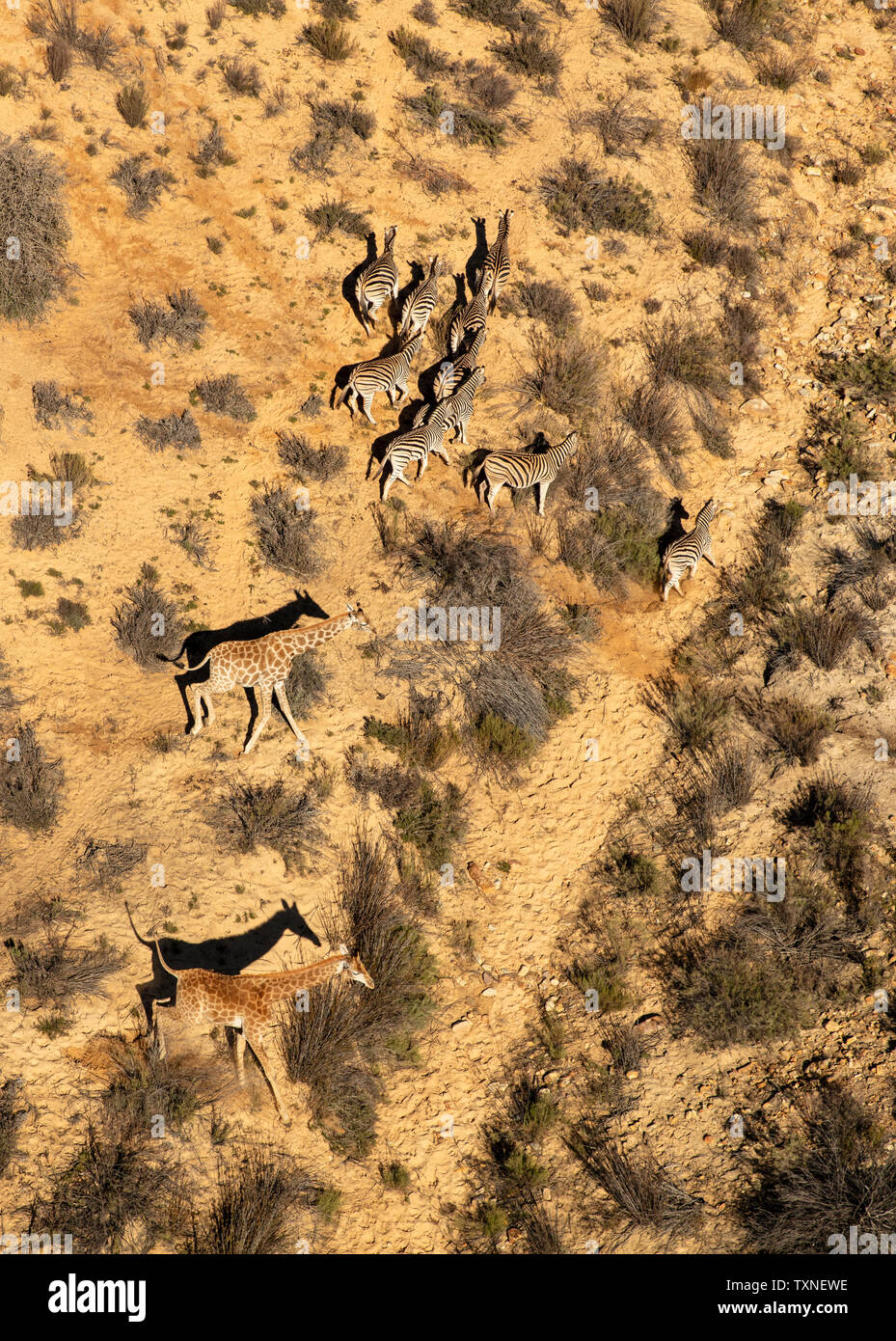 Giraffen und Zebras in ariden Landschaft läuft, Luftaufnahme, Cape Town, Western Cape, Südafrika Stockfoto