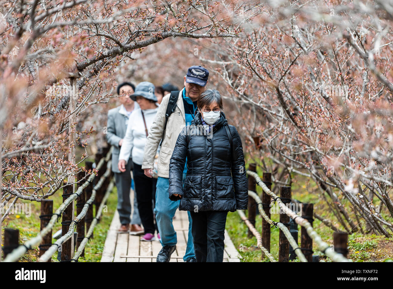 Kyoto, Japan - 10 April, 2019: Cherry Blossom spät blühenden Blumen Sakura bei Ninna-ji-Tempel mit ein paar Leute Touristen zu Fuß auf dem Weg Stockfoto