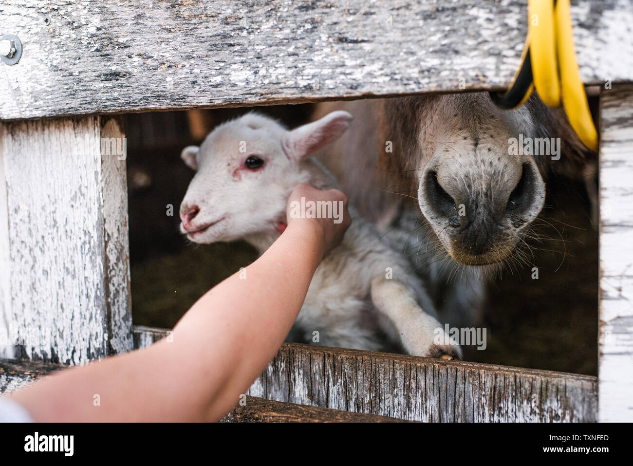 Mädchen petting Feder Lamm durch Lücke in Stift, 7/8 Stockfoto