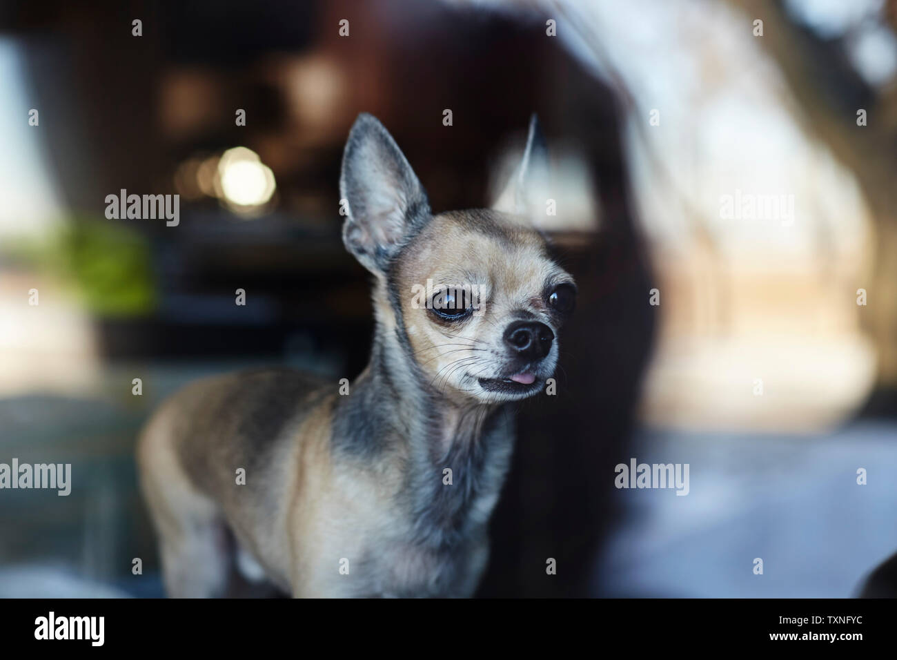 Chihuahua Blick aus Fenster zu Hause Stockfoto