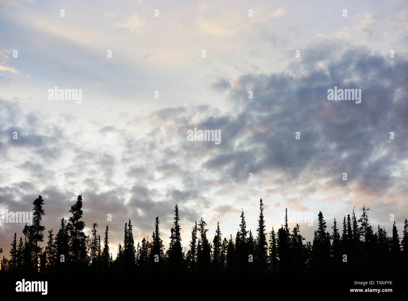 Silhouetted Bäume in der Landschaft, Huhn, Alaska, United States Stockfoto
