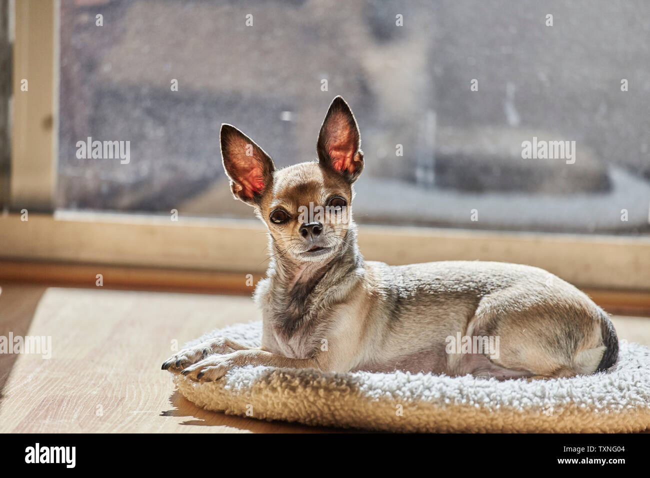 Chihuahua entspannen auf Kissen Stockfoto