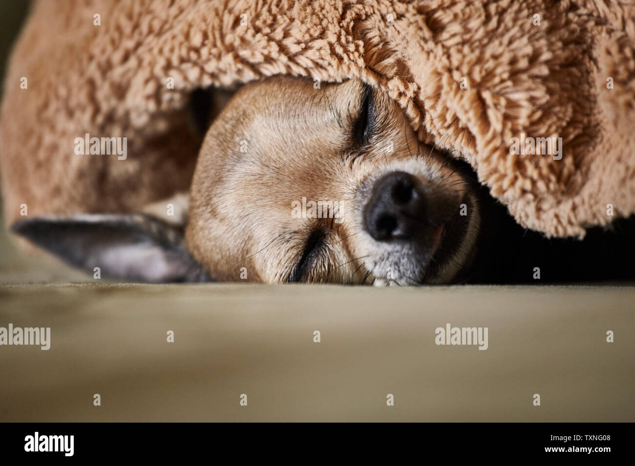 Chihuahua schlafen unter der Decke auf der Couch Stockfoto