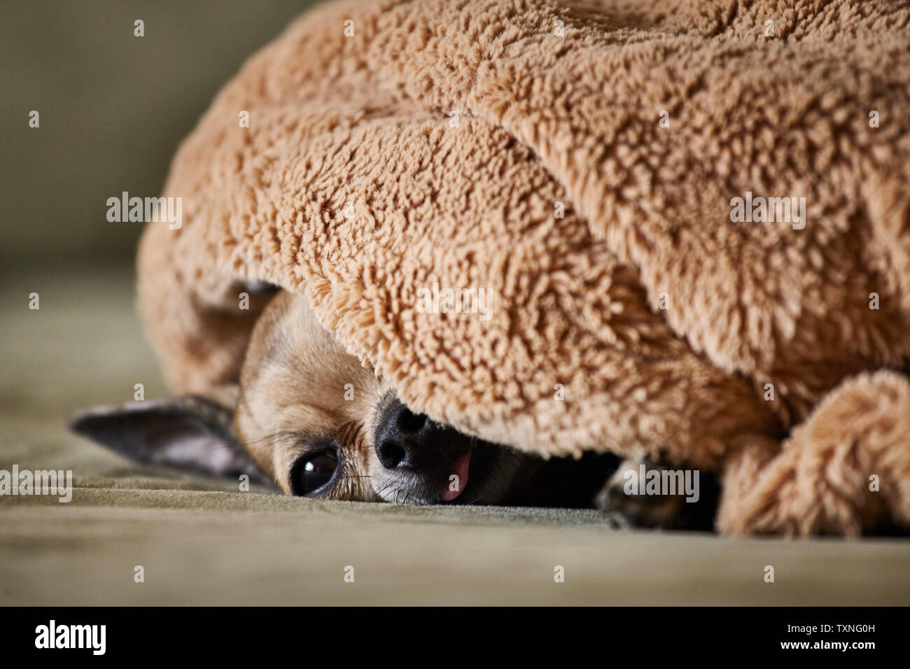 Chihuahua ruhend unter der Decke auf der Couch Stockfoto