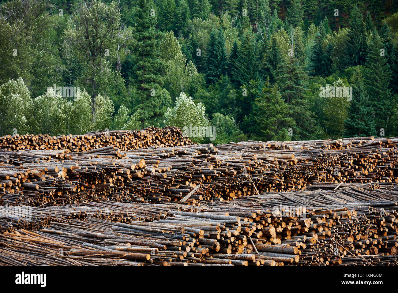 Holzhandel, Midway, Kanada Stockfoto