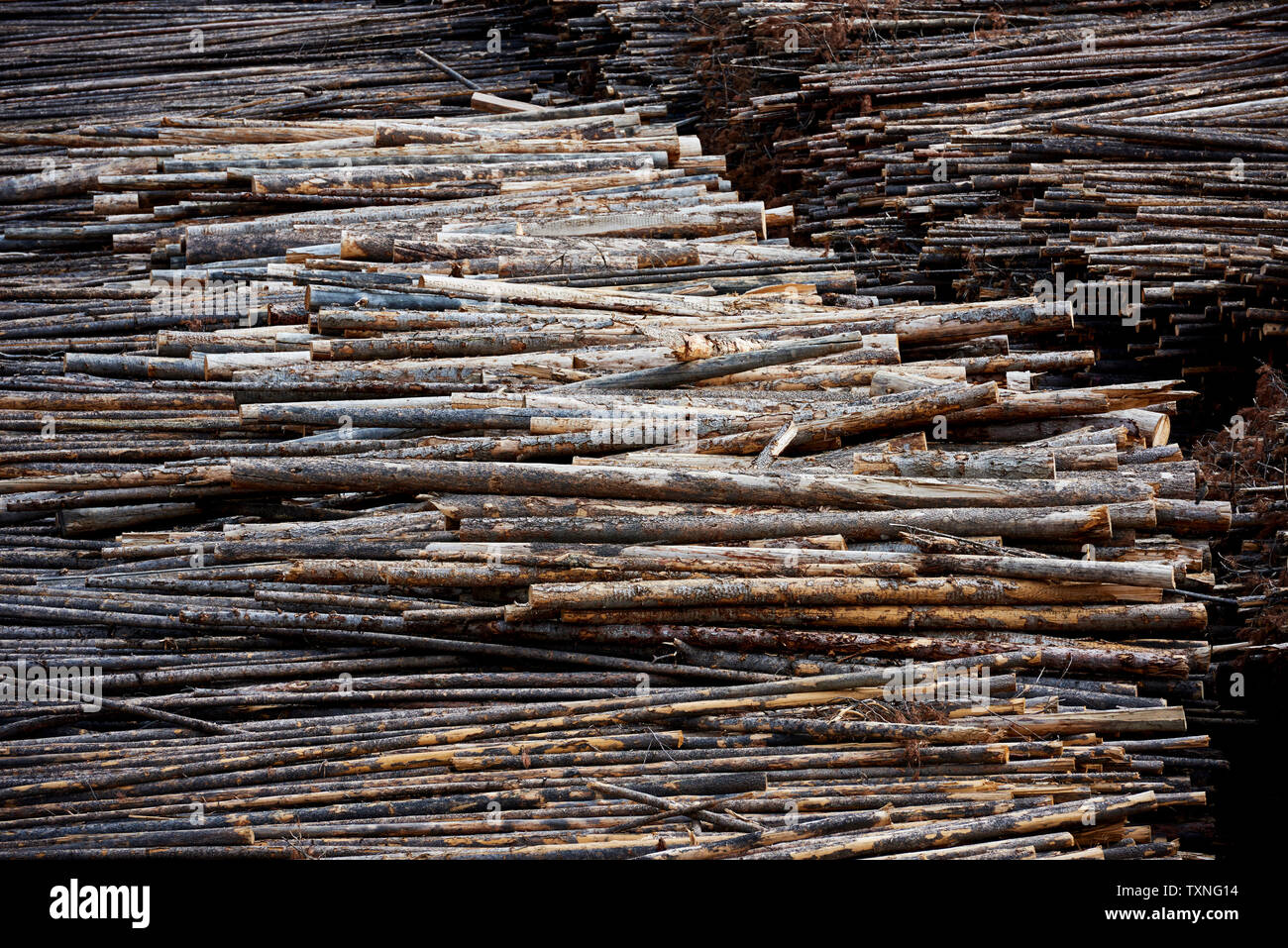 Holzhandel, Midway, Kanada Stockfoto