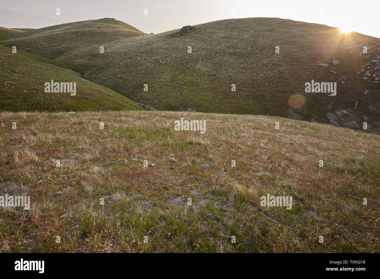 Grasbewachsene Landschaft, Berge im Hintergrund, Tehachapi, California, United States Stockfoto