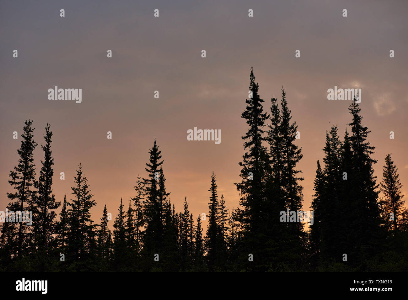 Silhouetted Bäume in der Landschaft, Huhn, Alaska, United States Stockfoto