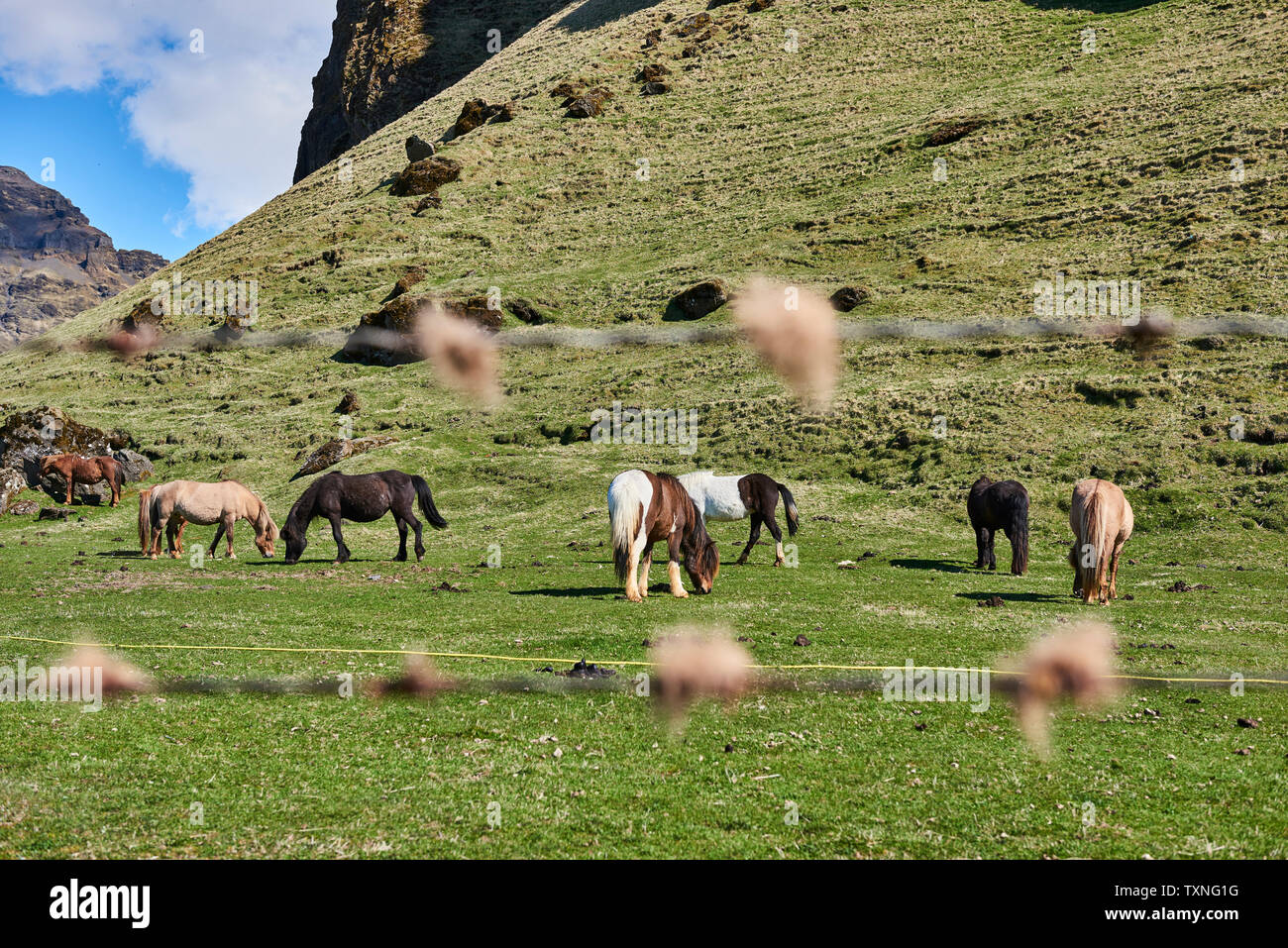 Isländische Pferde grasen auf dem Feld, Ábaer Skagafjardarsysla, Island Stockfoto