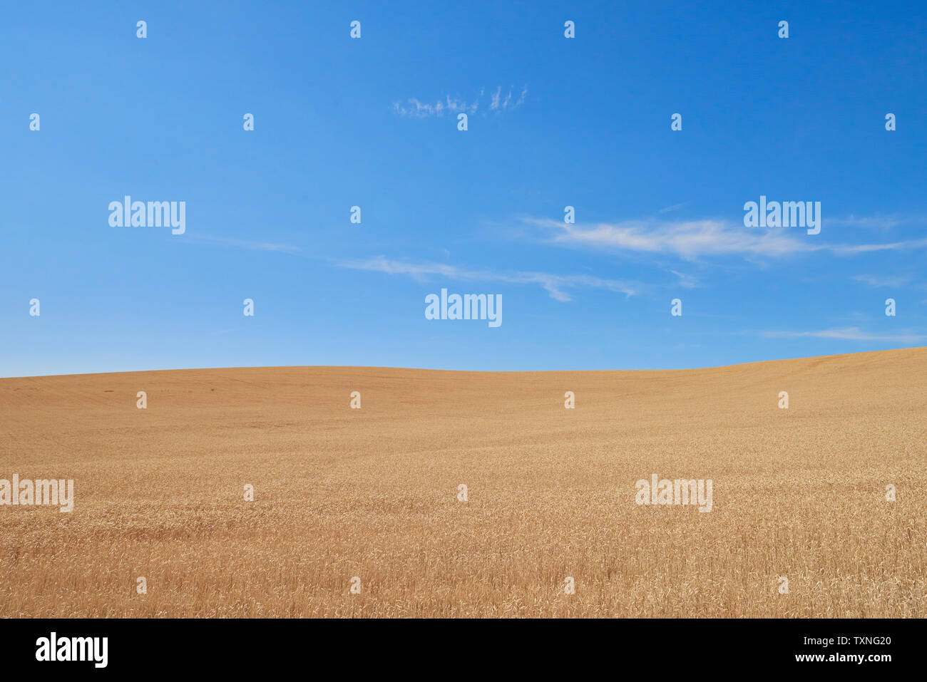 Blauer Himmel über Weizenfeld, angespannt, Idaho, USA Stockfoto