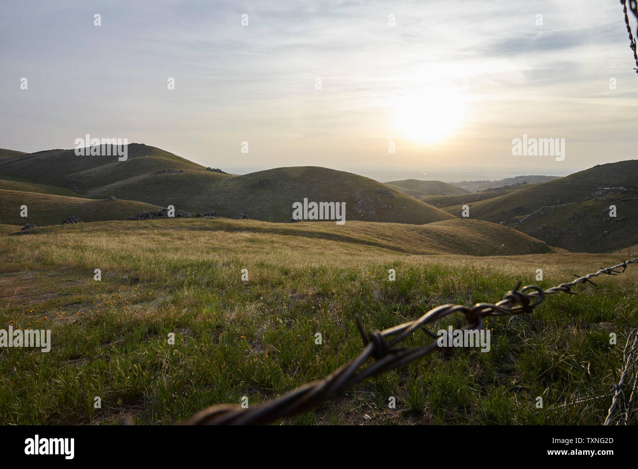 Grasbewachsene Landschaft, Berge im Hintergrund, Tehachapi, California, United States Stockfoto