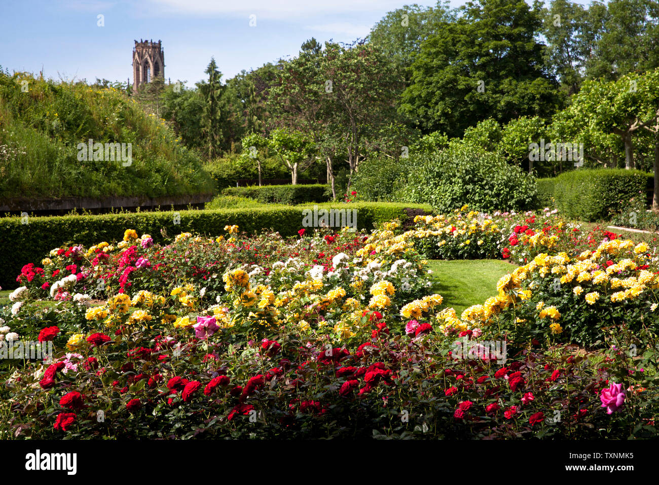 Der Rosengarten im Fort X wird ein Teil der ehemaligen inneren Festung Ring, im Hintergrund der Agnes Kirche, Köln, Deutschland der Rosengarten am Fort X Stockfoto