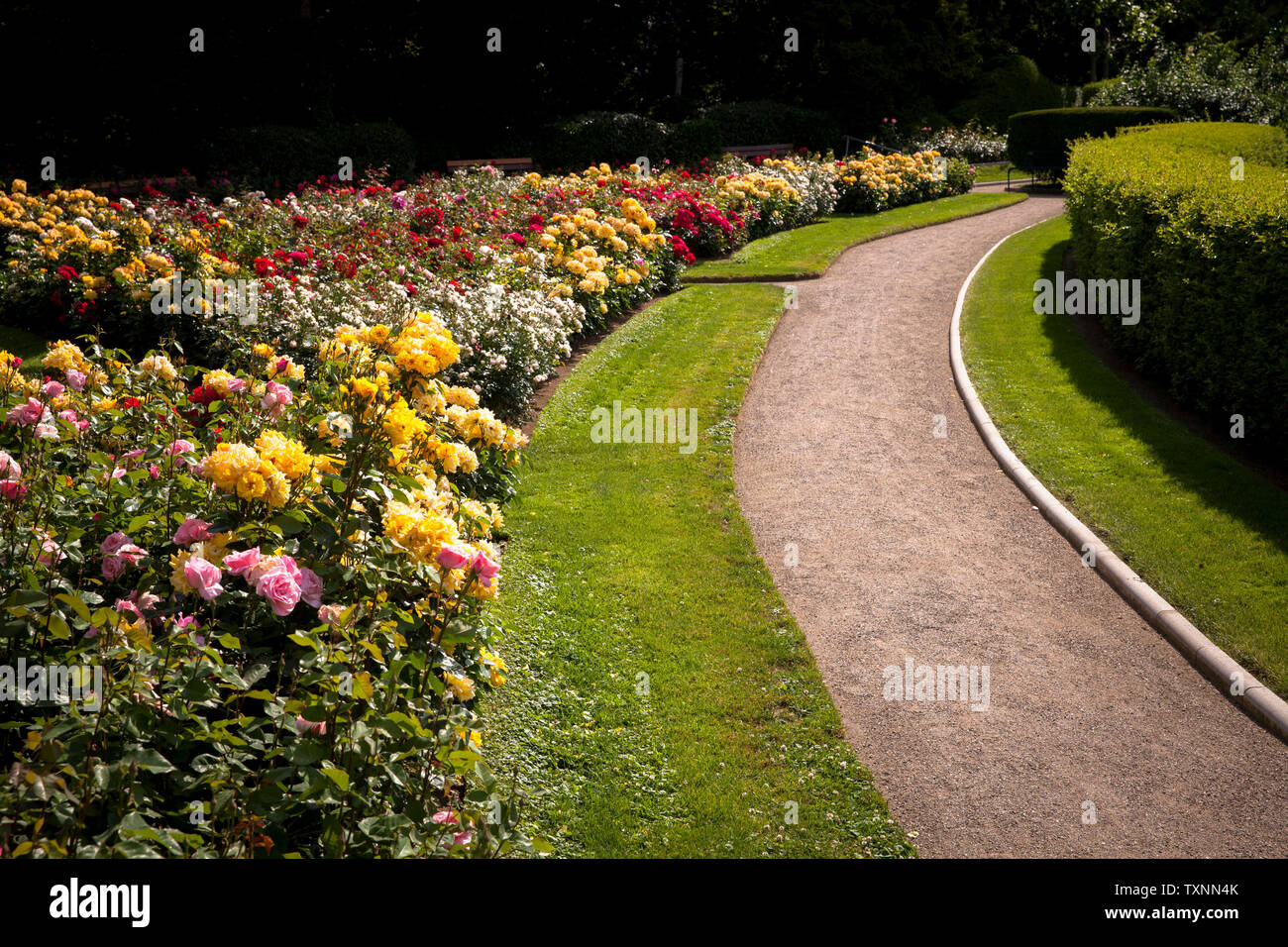 Der Rosengarten im Fort X wird ein Teil der ehemaligen inneren Festung ring, Köln, Deutschland der Rosengarten am Fort X, einem Teil des ehemaligen Zusatzger&aumlte Stockfoto