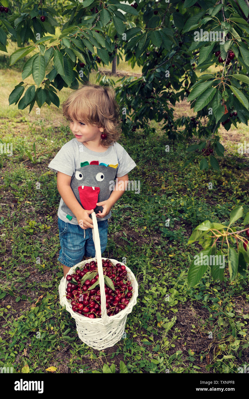 Schön süß Kleinkind Holding weiß Weidenkorb voller Kirschen im Obstgarten selektiven Fokus Stockfoto