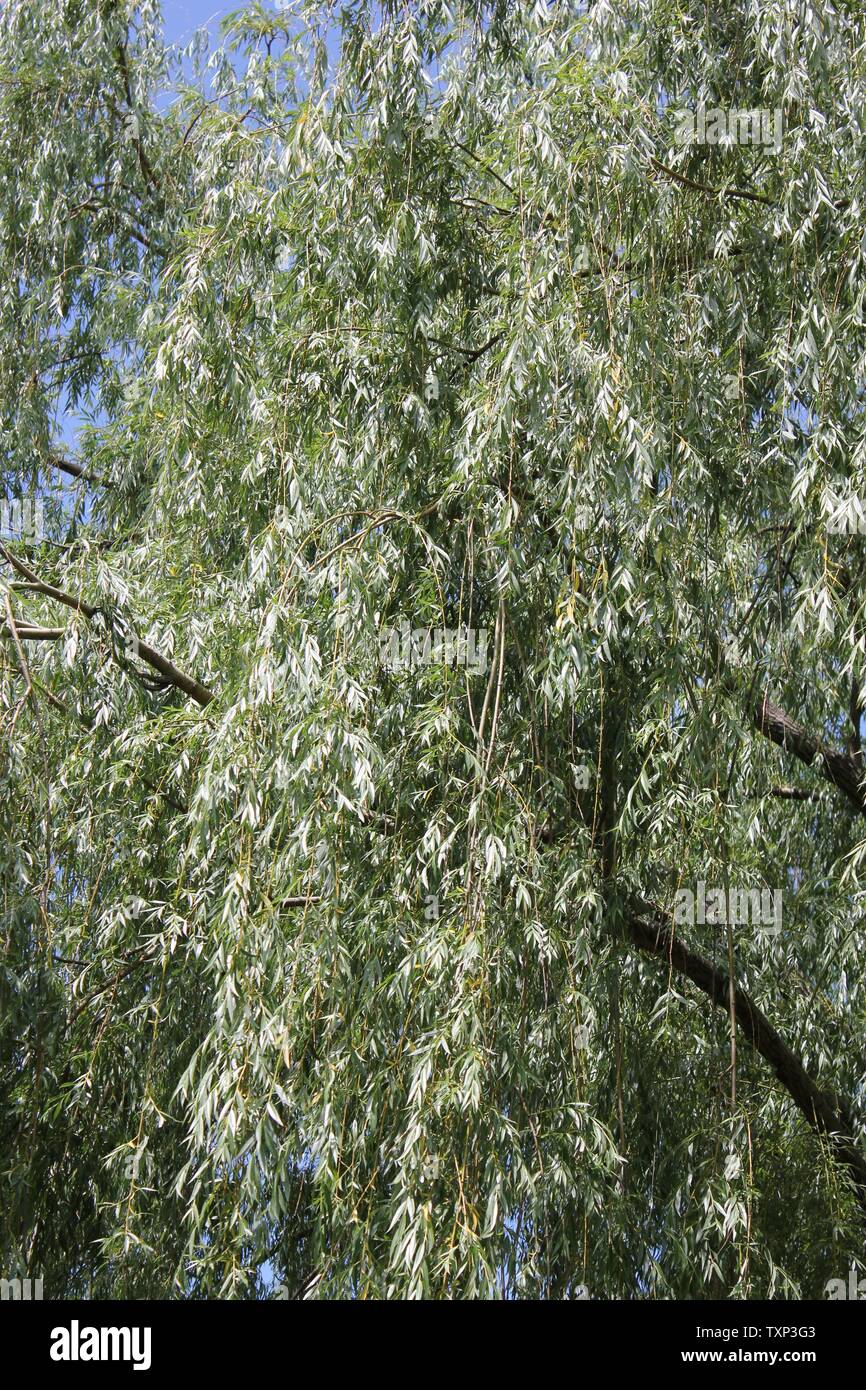 Schöne alte Weide, Salix alba 'Vitellina-tristis', Weiden, Sägebäck, Weiden, Wächst auf der Wiese. Stockfoto