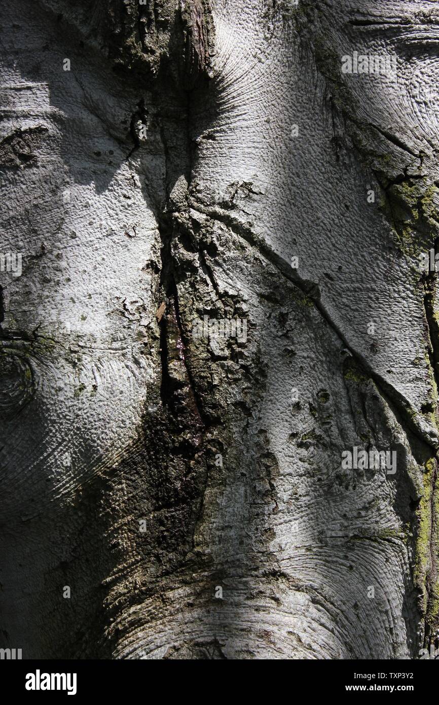 Schöne alte Fagus sylvatica, die europäische Buche oder gewöhnliche Buche, die auf der sonnigen Wiese wächst. Stockfoto