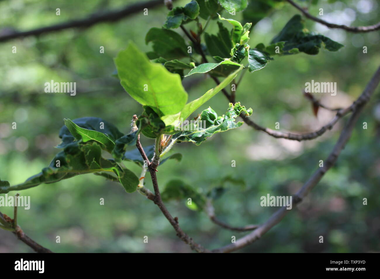 Schöne alte Fagus sylvatica, die europäische Buche oder gewöhnliche Buche. Stockfoto