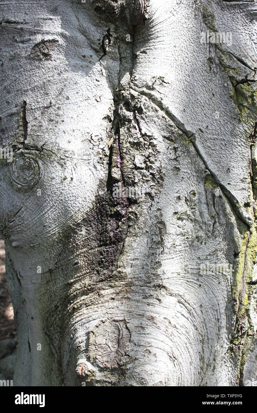 Schöne alte Fagus sylvatica, die europäische Buche oder gewöhnliche Buche, die auf der sonnigen Wiese wächst. Stockfoto