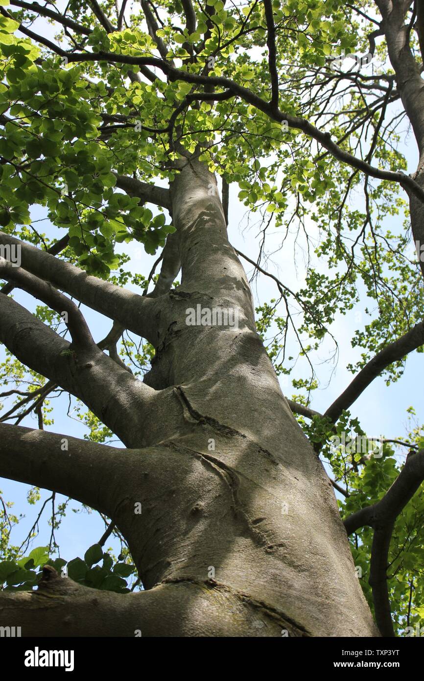 Schöne alte Fagus sylvatica, die europäische Buche oder gewöhnliche Buche. Stockfoto