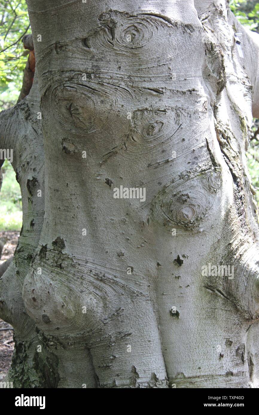 Schöne alte Fagus sylvatica, die europäische Buche oder gewöhnliche Buche, die auf der sonnigen Wiese wächst. Stockfoto