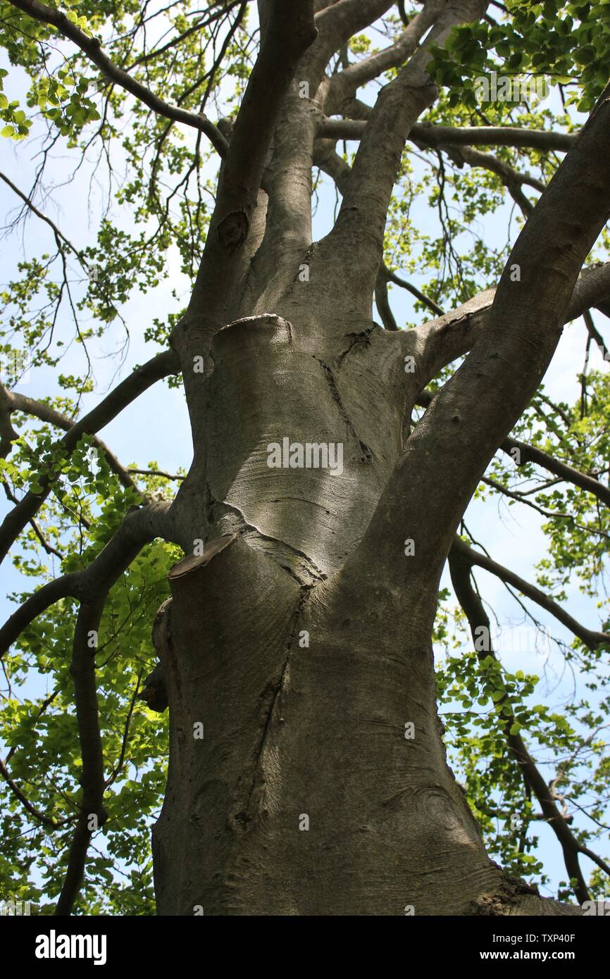 Schöne alte Fagus sylvatica, die europäische Buche oder gewöhnliche Buche. Stockfoto