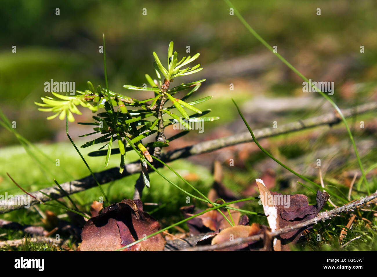 Kleine kiefer Sämling im Wald Stockfoto