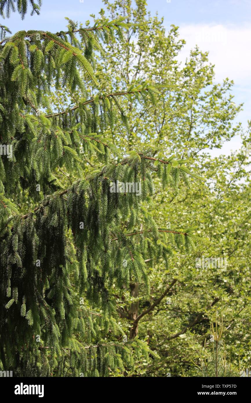 Schöne finnische Fichte, Picea abies, die Norwegenfichte oder europäische Fichte. Stockfoto