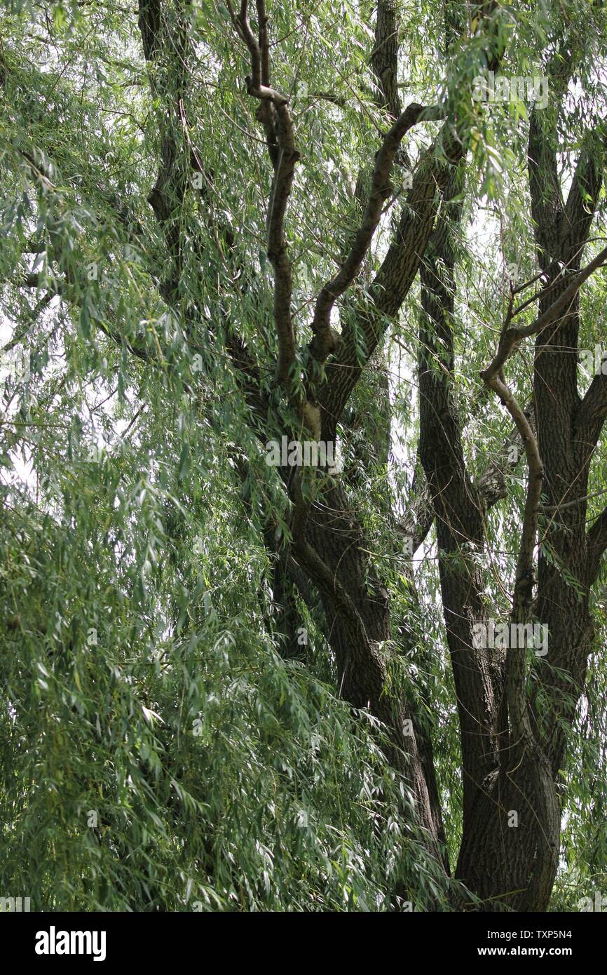 Schöne alte Weide, Salix alba 'Vitellina-tristis', Weiden, Sägebäck, Weiden, Wächst auf der Wiese. Stockfoto