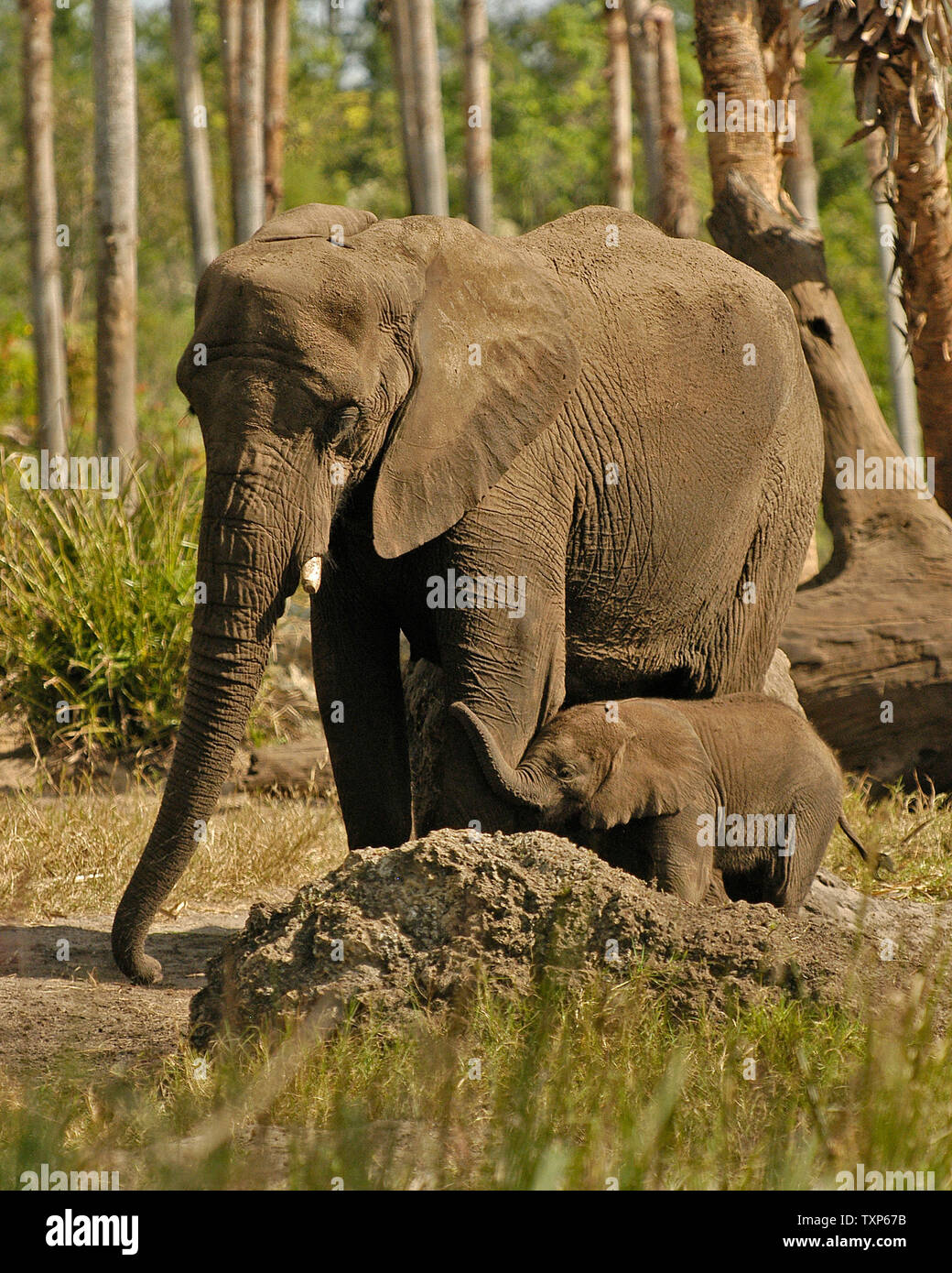 Am 15.November 2004 im Disney's Animal Kingdom, Kianga, einem weiblichen Afrikanischen Elefanten, geboren am 6. Juli 2004 genießt den Schutz ihrer Mutter Vasha, der auf Darlehen von der Dallas Zoo. Kianga wurde nach 22 Monaten der Trächtigkeit geboren und wog 230 Pfund bei der Geburt (UPI Foto/Marino/Cantrell) Stockfoto