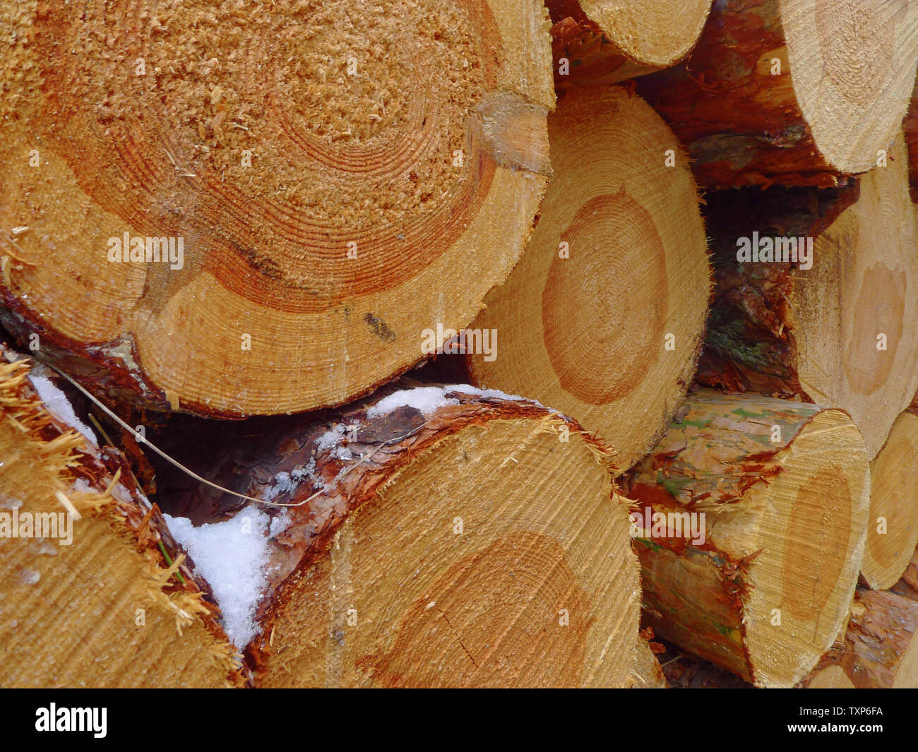 Fichte stämme im Winter Wald Stockfoto