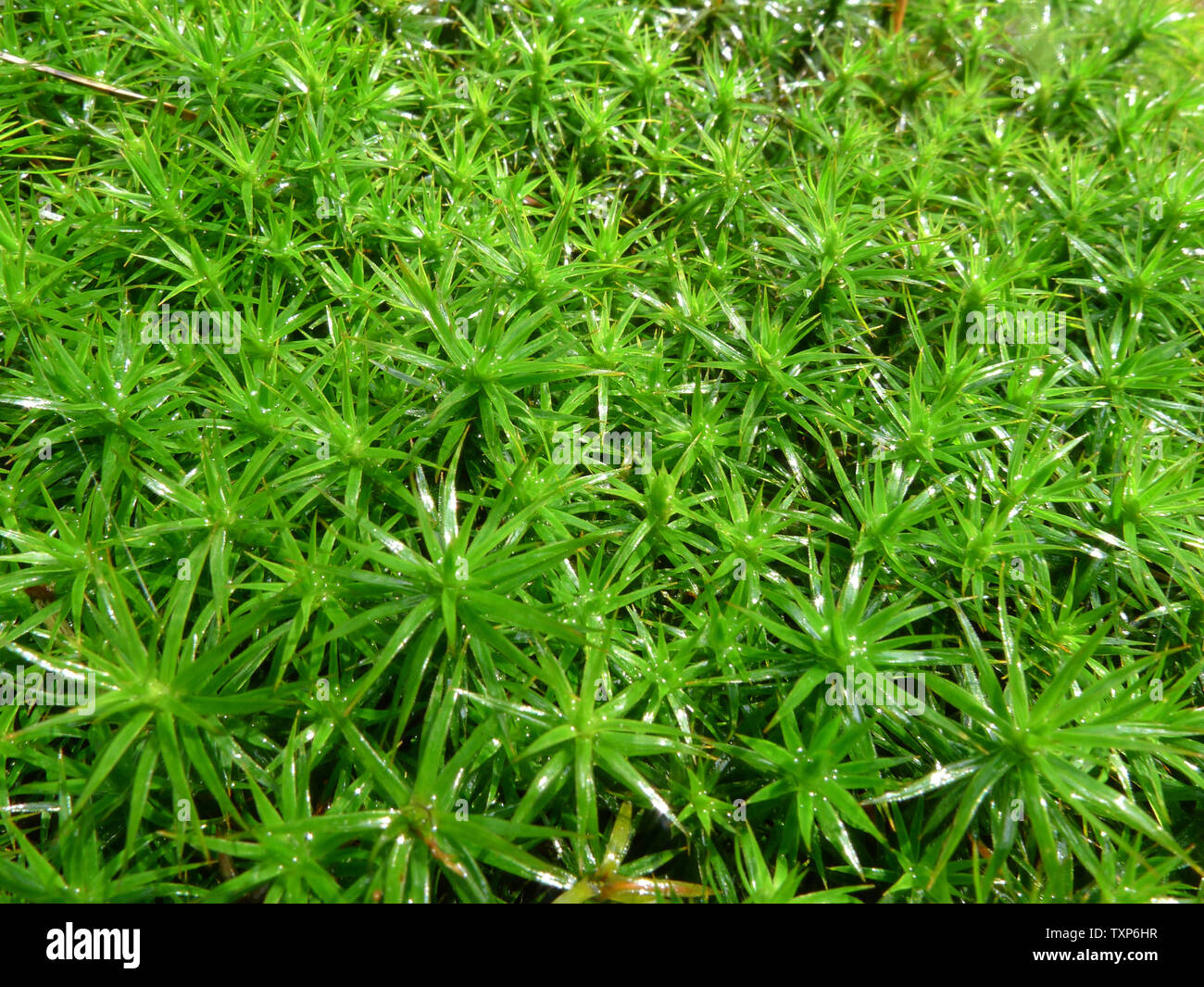 Common haircap Moss (polytrichum commune) Stockfoto