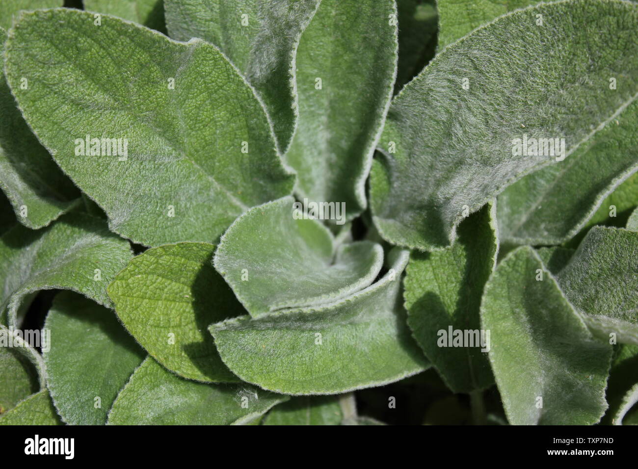 Große Ohren Lambs Ohr Stachys byzantina, Gräfin Helen von Stein, Woolly hedgenettle, Stachys lanata, Stachys olympica. Stockfoto