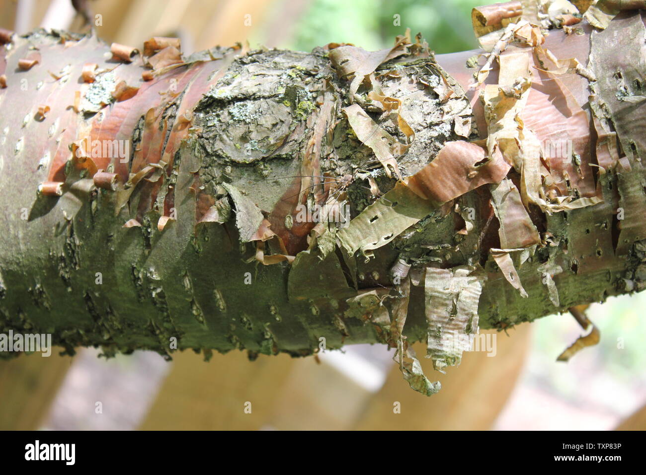 Die bernsteinfarbene Rinde des China zeigen Pekin Lilac Tree, Syringa Pekinensis. Stockfoto