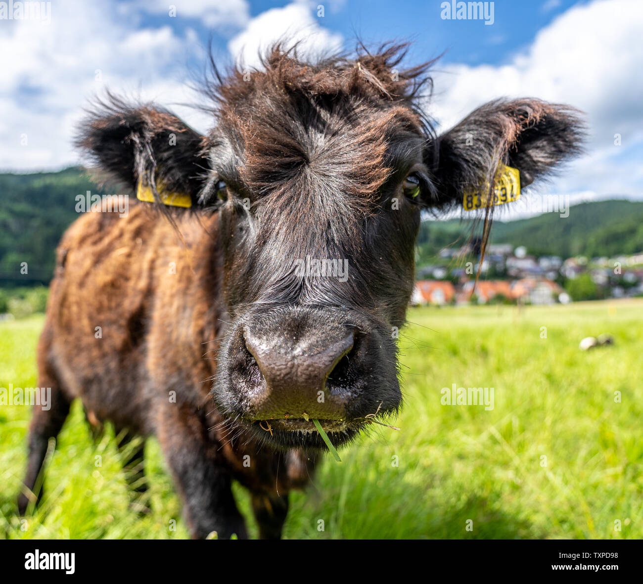 Kuh auf der Wiese im Kinzigtal, Schwarzwald, Deutschland Stockfoto