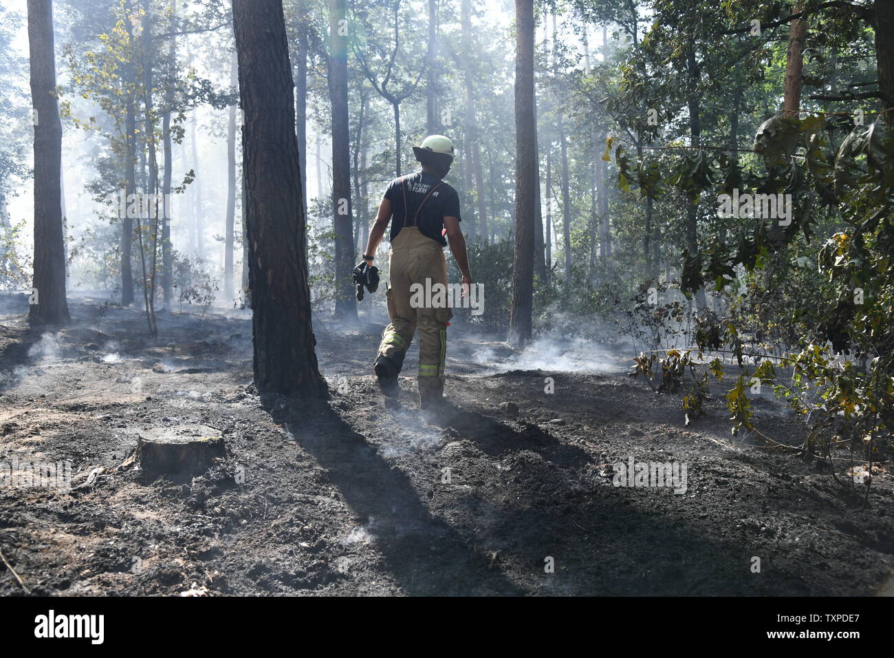 Berlin, Deutschland. 25. Juni 2019. Ein Feuerwehrmann Spaziergänge durch den Grunewald in Berlin. Ein Feuer im Berliner Grunewald in der Nähe der Teufelsberg gebrochen. Credit: Julian 1603/dpa-Zentralbild/dpa/Alamy leben Nachrichten Stockfoto