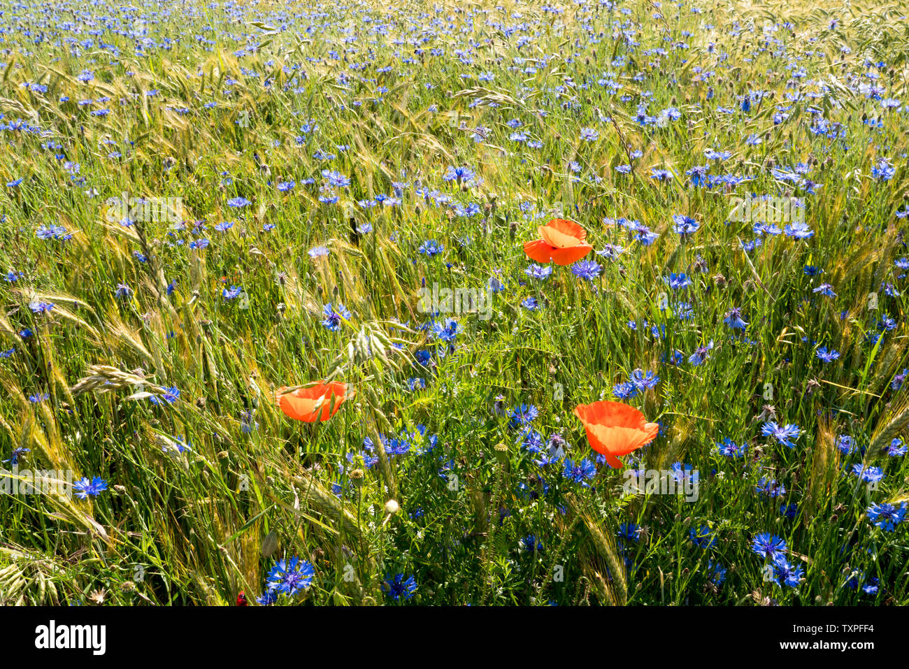 Kornblume in einem Gerstenfeld, in der Nähe der Oberweser, Weserbergland, Nordrhein-Westfalen, Hessen, Deutschland Stockfoto