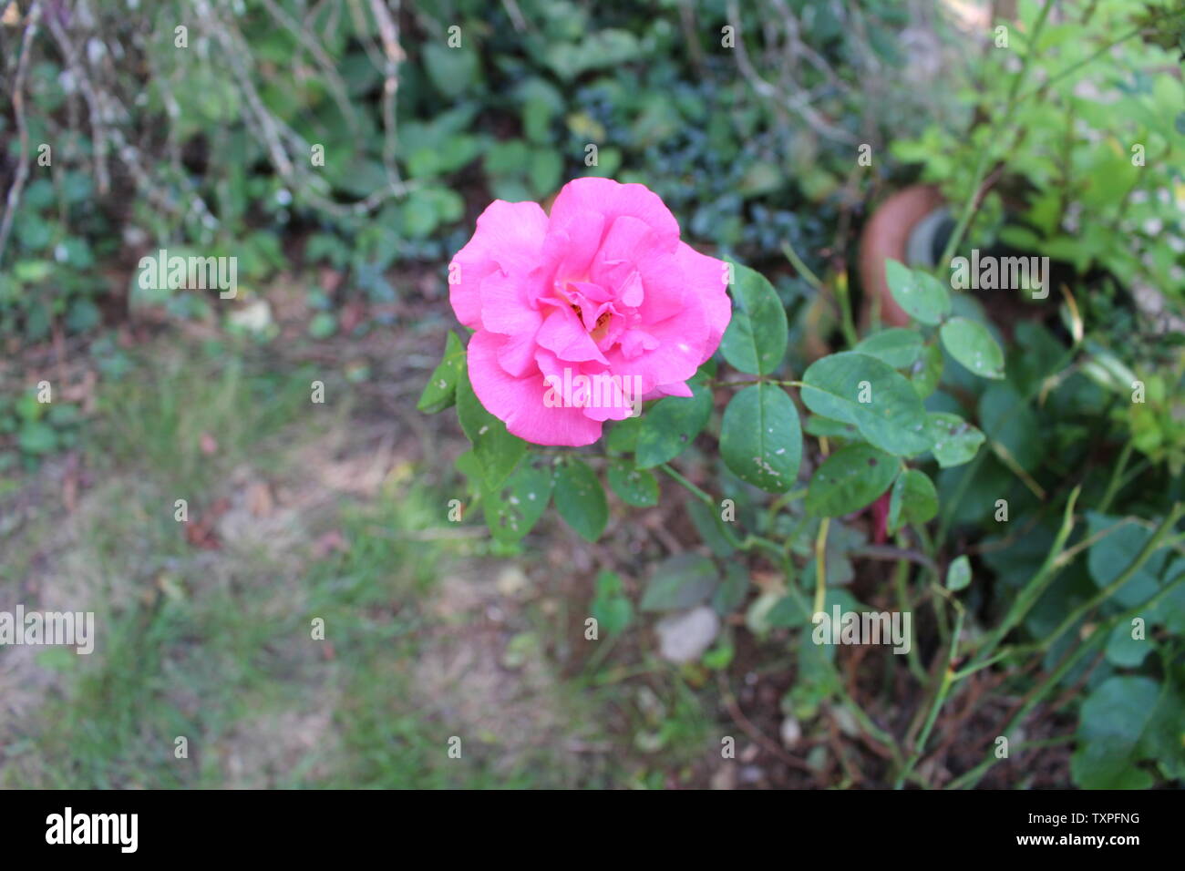 Eine einsame rosa Rose mit Regentropfen auf die Blütenblätter Stockfoto